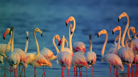 Bundala National Park